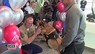 Marine Dog Gets Military Funeral After 400 Combat Missions