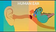 How your Ear Work | Human ear structure and function