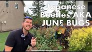 How to get rid of June bugs aka Japanese beetles
