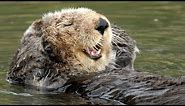 Live Sea Otter Cam - Monterey Bay Aquarium