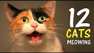 12 CATS MEOWING LOUDLY | Make your Cat Go Crazy! 2.0 HD