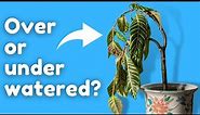 The Secret to Knowing if Your Plant is Overwatered