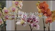 Identifying the Most Common Types of Orchids