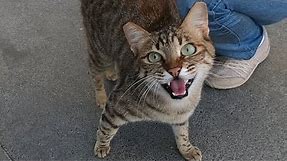 Excited cat meowing very loudly