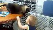 mean mean mean cat. slapping the baby..((joke)).. sweetest cat ever!