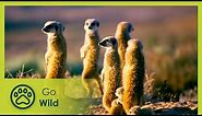 Namaqualand - Africa's Desert Garden - Go Wild