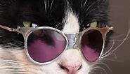 Wow cool glasses for a cat! helpful hacks for cat parents