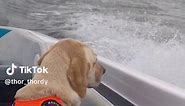Correct way and Head banging way to ride in boat🐾🦮💦 . Which one do uou like? . #funny #dogsofttiktok #animals #outdoors #live #pets #goldenretriever #labrador #lake #boat #water #fun #love