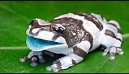 14 Strangest And Coolest Amphibians In The World