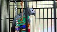 Best talking parrot in the world! Clover knows 350+ words (with subtitles)