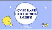 Plant Parents and Offspring