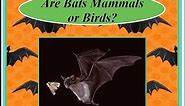Are Bats Mammals or Birds? - Kids Book - English Educational Video for Kids - Loving2Read.com