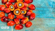 Palm oil: What is palm oil and which foods and products contain it?