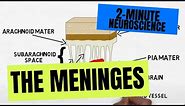 2-Minute Neuroscience: The Meninges