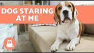 Why Is My DOG STARING at Me? 👀🐕 (4 Common Reasons)