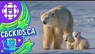 The Polar Bear | Amazing Animals | CBC Kids