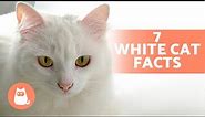 7 FACTS About WHITE CATS 🐱🤍 Some May Surprise You!
