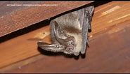 Wildlife expert explains why Bay Area has a booming bat population