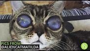 Meet Matilda, the rescued Alien Cat with celestial eyes