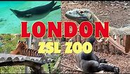 LONDON ZOO Walking Tour 2023 - England (4K)