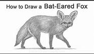 How to Draw a Bat-Eared Fox
