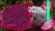 How to Tell When a Dragonfruit is Ripe + What it Tastes Like