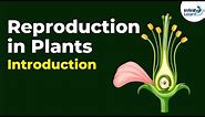 Introduction to Reproduction in Plants | Don't Memorise