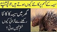 Facts About Porcupine In Hindi/Urdu || Information About Porcupine || Porcupine Life Story
