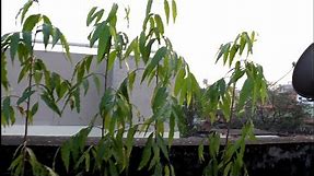 How to plant indian mast tree or false ashoka tree ?