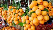 32 Most Popular Vietnamese Fruits
