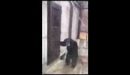 Monkey furiously knocking at door