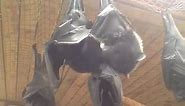 Livingstone's fruit bats