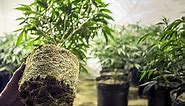 How and when to transplant cannabis plants