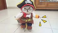 Cat Walking In Pirate Costume Cat In Costumes
