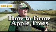 Growing Apples: How to Grow Apple Trees