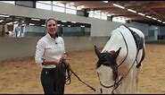 Vienna Reins Made Easy: How to Properly Put on and Adjust Your Vienna Reins for Optimal Performance