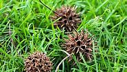 Which Trees Produce Spiked Round Seed Pods? Here's How to Identify Them