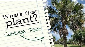 What's that Plant? Cabbage Palm!