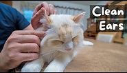 How to Clean Your Cat's Ear at Home (6 Step Tutorial) | The Cat Butler