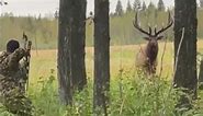 Giant elk with a bow at 30 yards. See full video on my channel. #elk #elkhunt #hunting #nature
