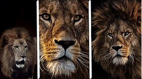 Lion Wallpaper Collection - HD, 4K, Angry, King, Black, White, and More!