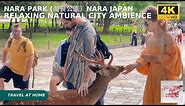 4k hdr japan travel | Walk in Nara Park (奈良公園）Nara Japan | Relaxing Natural City ambience