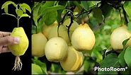 How to grow pears tree from pear fruit