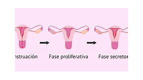 La menstruación: síntomas y características del sangrado