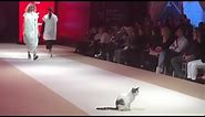 Actual cat walks down catwalk at fashion show