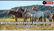 White Mustang Horse and Appaloosa Horse Cross Breeding Method