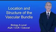 A Level Biology "The Location and Structure of the Vascular Bundle"