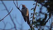 Northern Flicker red-shafted calling