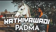 10 Conformation of Pure Kathiyawadi Horse || Kathiyawadi Mare 'PADMA' ||