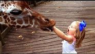 Try Not To Laugh : Baby Reactions to Giraffe - Funny Animal Videos
